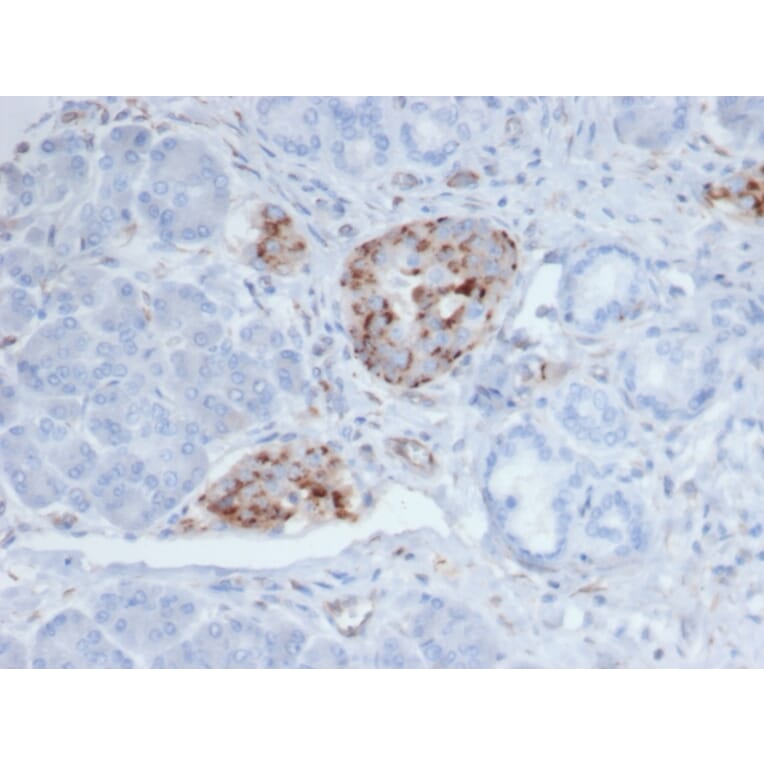 Immunohistochemistry - Anti-Chromogranin A Antibody [CHGA/4219] - BSA and Azide free (A278126) - Antibodies.com