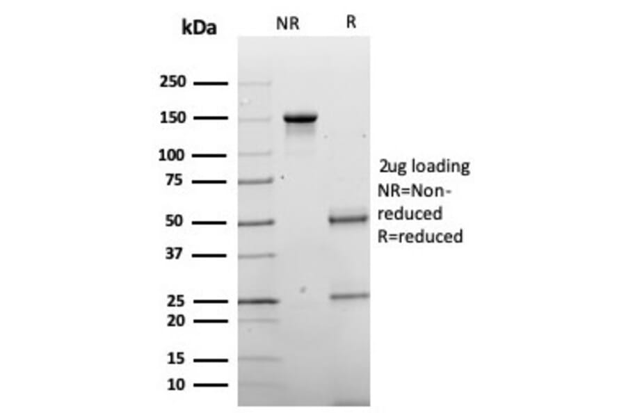 SDS-PAGE - Anti-Chromogranin A Antibody [CHGA/4219] - BSA and Azide free (A278126) - Antibodies.com