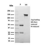 SDS-PAGE - Anti-Chromogranin A Antibody [CHGA/4223] - BSA and Azide free (A278127) - Antibodies.com
