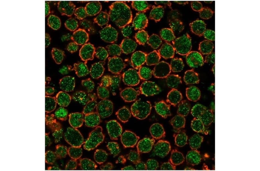 Immunofluorescence - Anti-CHEK2 Antibody [PCRP-CHEK2-1A4] - BSA and Azide free (A278128) - Antibodies.com