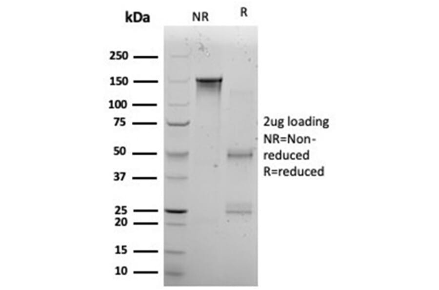 SDS-PAGE - Anti-KLF12 Antibody [PCRP-KLF12-1E3] - BSA and Azide free (A278129) - Antibodies.com
