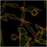 Immunofluorescence - Anti-KLF12 Antibody [PCRP-KLF12-1E3] - BSA and Azide free (A278129) - Antibodies.com