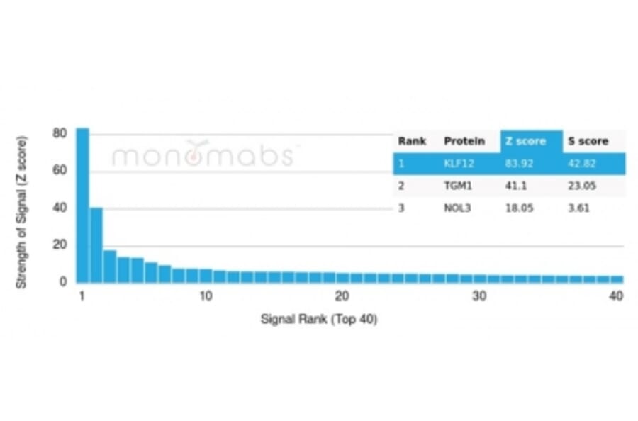Protein Array - Anti-KLF12 Antibody [PCRP-KLF12-1E3] - BSA and Azide free (A278129) - Antibodies.com