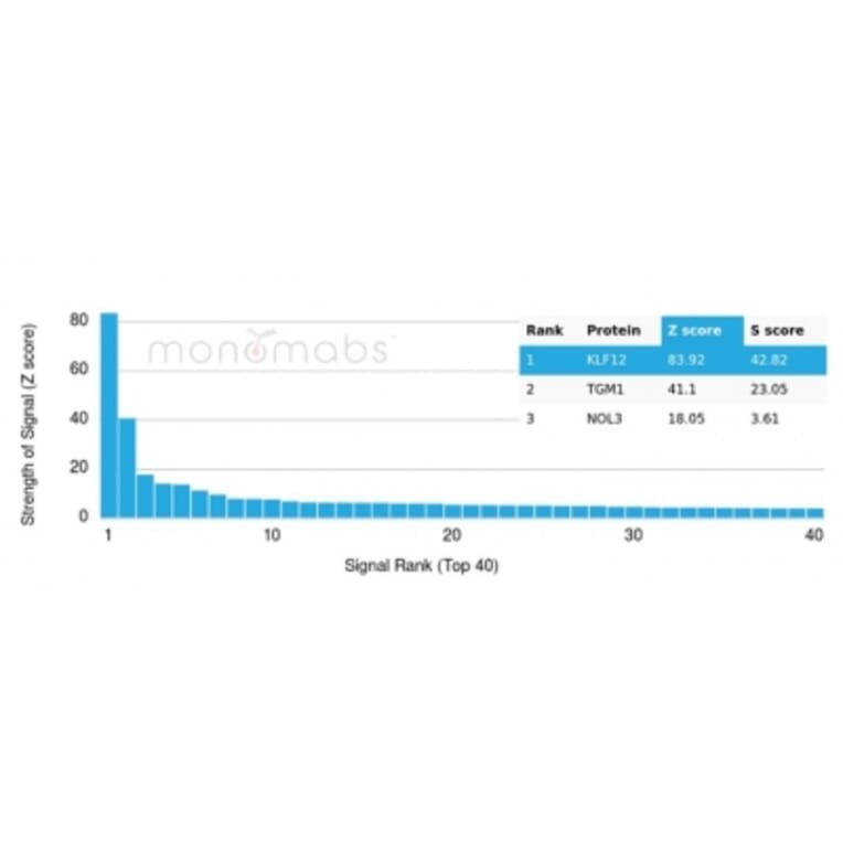 Protein Array - Anti-KLF12 Antibody [PCRP-KLF12-1E3] - BSA and Azide free (A278129) - Antibodies.com