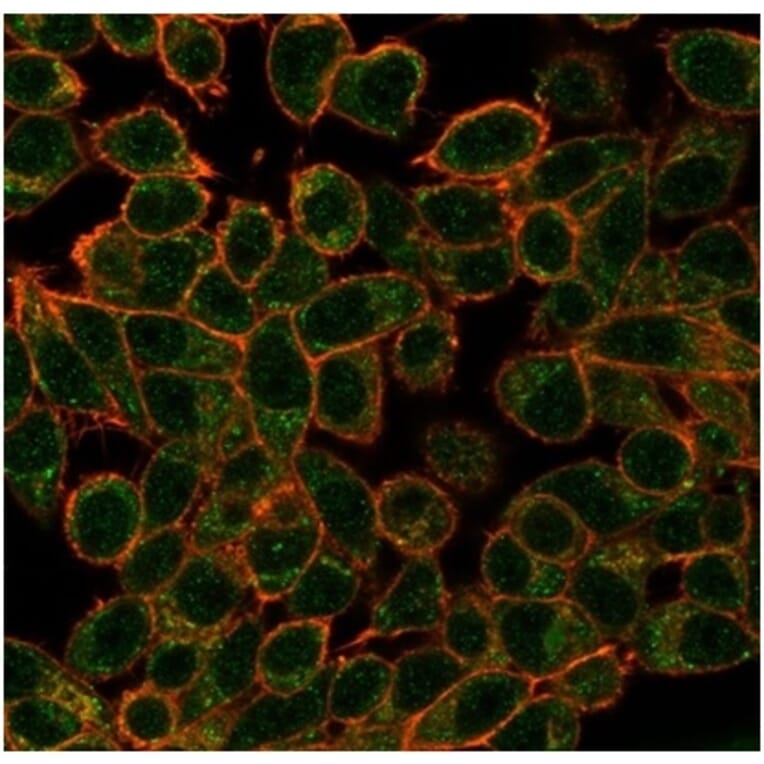 Immunofluorescence - Anti-ECD Antibody [PCRP-ECD-1D10] - BSA and Azide free (A278130) - Antibodies.com
