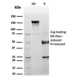 SDS-PAGE - Anti-LRG1 Antibody [LRG1/4882] - BSA and Azide free (A278132) - Antibodies.com