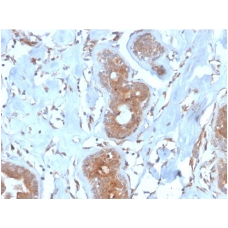 Immunohistochemistry - Anti-LRG1 Antibody [LRG1/4882] - BSA and Azide free (A278132) - Antibodies.com
