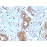 Immunohistochemistry - Anti-LRG1 Antibody [LRG1/4882] - BSA and Azide free (A278132) - Antibodies.com