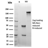 SDS-PAGE - Anti-LRG1 Antibody [LRG1/4883] - BSA and Azide free (A278133) - Antibodies.com