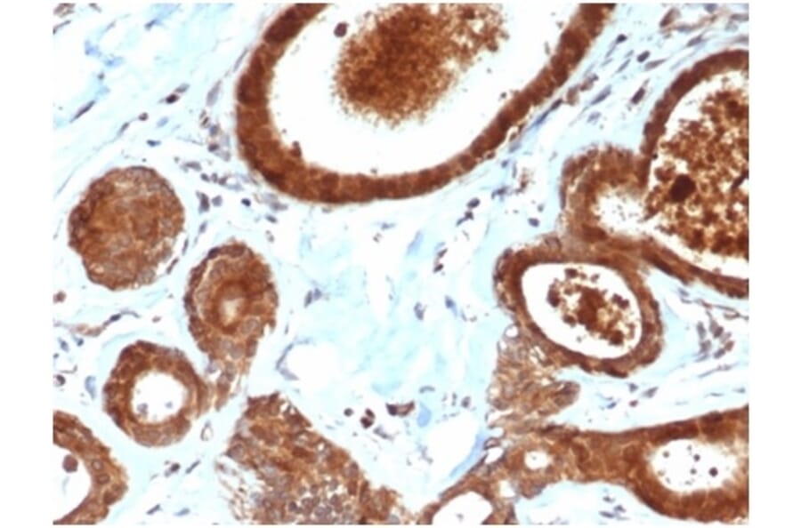 Immunohistochemistry - Anti-LRG1 Antibody [LRG1/4883] - BSA and Azide free (A278133) - Antibodies.com