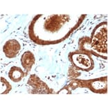 Immunohistochemistry - Anti-LRG1 Antibody [LRG1/4883] - BSA and Azide free (A278133) - Antibodies.com
