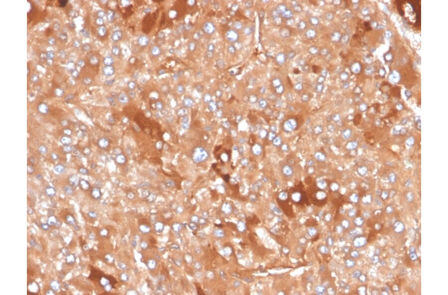 Immunohistochemistry - Anti-Clusterin Antibody [CLU/4730] - BSA and Azide free (A278135) - Antibodies.com
