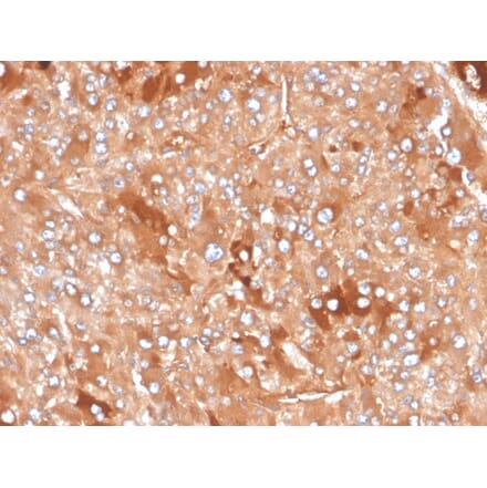Immunohistochemistry - Anti-Clusterin Antibody [CLU/4730] - BSA and Azide free (A278135) - Antibodies.com