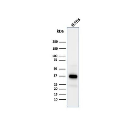 Western Blot - Anti-Clusterin Antibody [CLU/4731] - BSA and Azide free (A278136) - Antibodies.com