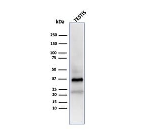 Western Blot - Anti-Clusterin Antibody [CLU/4723] - BSA and Azide free (A278138) - Antibodies.com