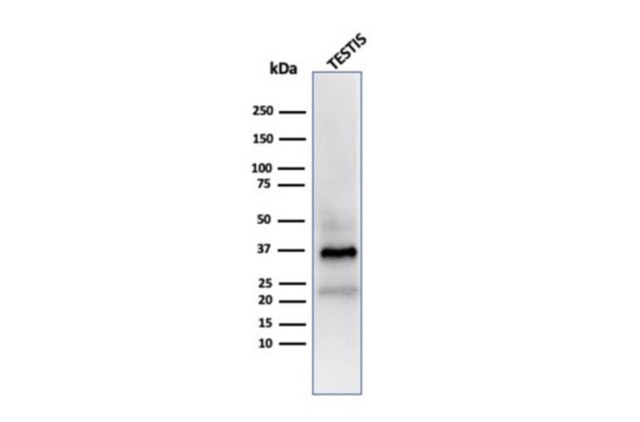 Western Blot - Anti-Clusterin Antibody [CLU/4723] - BSA and Azide free (A278138) - Antibodies.com