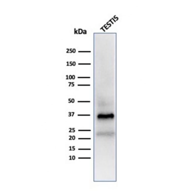 Western Blot - Anti-Clusterin Antibody [CLU/4723] - BSA and Azide free (A278138) - Antibodies.com