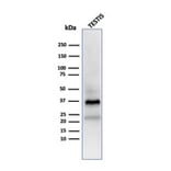 Western Blot - Anti-Clusterin Antibody [CLU/4723] - BSA and Azide free (A278138) - Antibodies.com