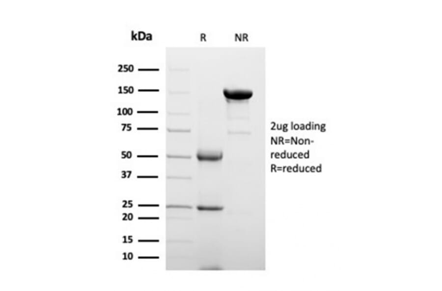 SDS-PAGE - Anti-Clusterin Antibody [CLU/4723] - BSA and Azide free (A278138) - Antibodies.com