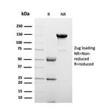 SDS-PAGE - Anti-Clusterin Antibody [CLU/4723] - BSA and Azide free (A278138) - Antibodies.com