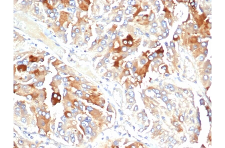 Immunohistochemistry - Anti-Clusterin Antibody [CLU/4723] - BSA and Azide free (A278138) - Antibodies.com