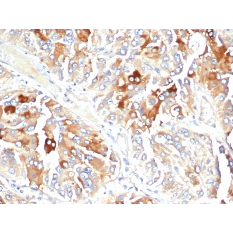 Immunohistochemistry - Anti-Clusterin Antibody [CLU/4723] - BSA and Azide free (A278138) - Antibodies.com