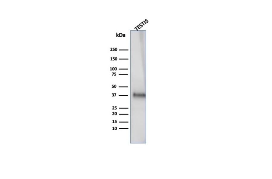 Western Blot - Anti-Clusterin Antibody [CLU/4727] - BSA and Azide free (A278139) - Antibodies.com