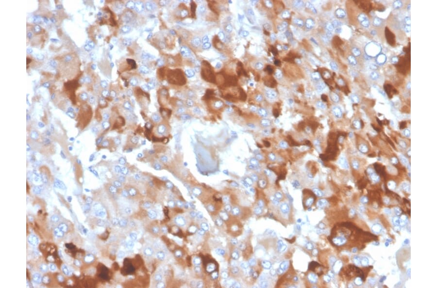 Immunohistochemistry - Anti-Clusterin Antibody [CLU/4727] - BSA and Azide free (A278139) - Antibodies.com