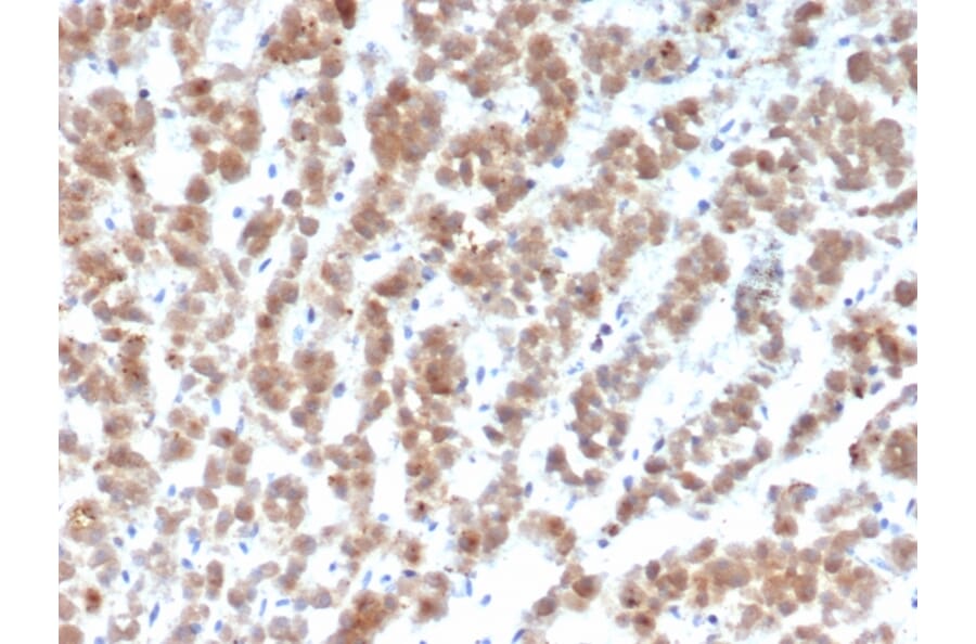 Immunohistochemistry - Anti-Clusterin Antibody [CLU/4729] - BSA and Azide free (A278140) - Antibodies.com