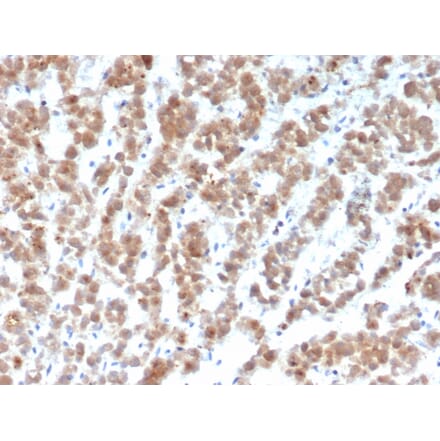 Immunohistochemistry - Anti-Clusterin Antibody [CLU/4729] - BSA and Azide free (A278140) - Antibodies.com