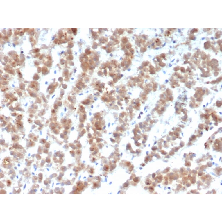 Immunohistochemistry - Anti-Clusterin Antibody [CLU/4729] - BSA and Azide free (A278140) - Antibodies.com