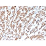 Immunohistochemistry - Anti-Clusterin Antibody [CLU/4729] - BSA and Azide free (A278140) - Antibodies.com