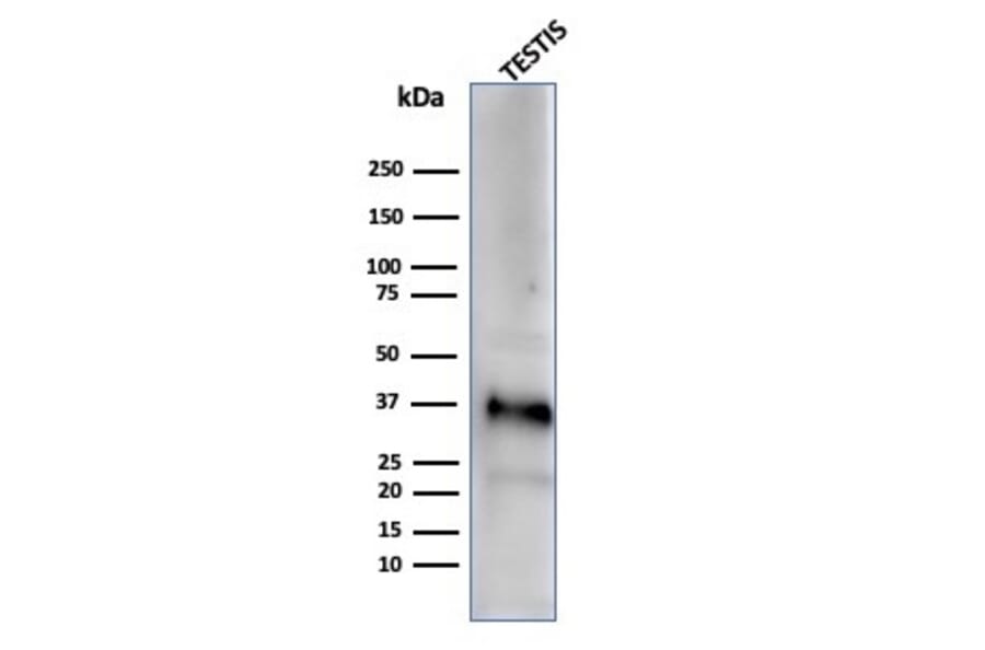 Western Blot - Anti-Clusterin Antibody [CLU/4729] - BSA and Azide free (A278140) - Antibodies.com