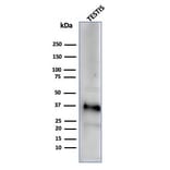 Western Blot - Anti-Clusterin Antibody [CLU/4729] - BSA and Azide free (A278140) - Antibodies.com