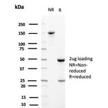 SDS-PAGE - Anti-Clusterin Antibody [CLU/4729] - BSA and Azide free (A278140) - Antibodies.com