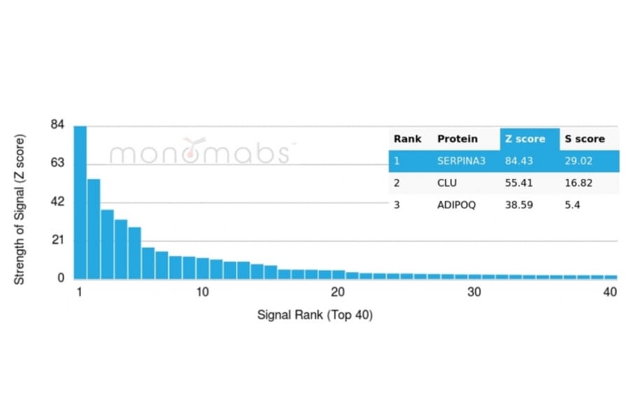 Protein Array - Anti-alpha 1 Antichymotrypsin Antibody [SERPINA3/4190] - BSA and Azide free (A278141) - Antibodies.com