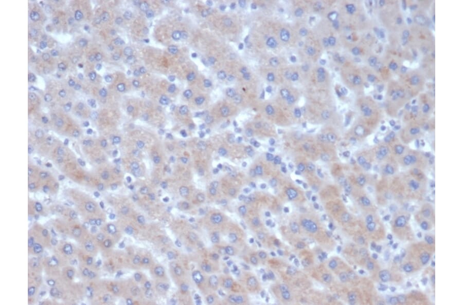 Immunohistochemistry - Anti-alpha 1 Antichymotrypsin Antibody [SERPINA3/4185] - BSA and Azide free (A278144) - Antibodies.com