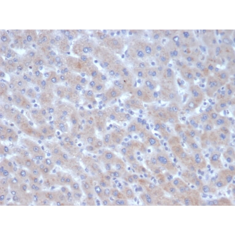 Immunohistochemistry - Anti-alpha 1 Antichymotrypsin Antibody [SERPINA3/4185] - BSA and Azide free (A278144) - Antibodies.com