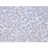 Immunohistochemistry - Anti-alpha 1 Antichymotrypsin Antibody [SERPINA3/4185] - BSA and Azide free (A278144) - Antibodies.com