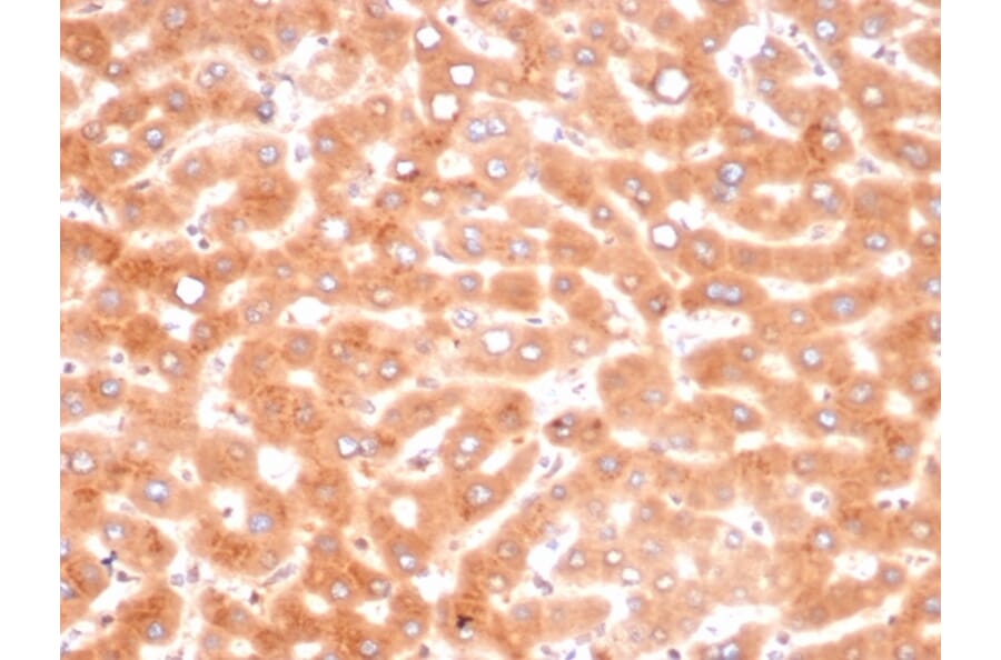 Immunohistochemistry - Anti-alpha 1 Antichymotrypsin Antibody [SERPINA3/4187] - BSA and Azide free (A278145) - Antibodies.com