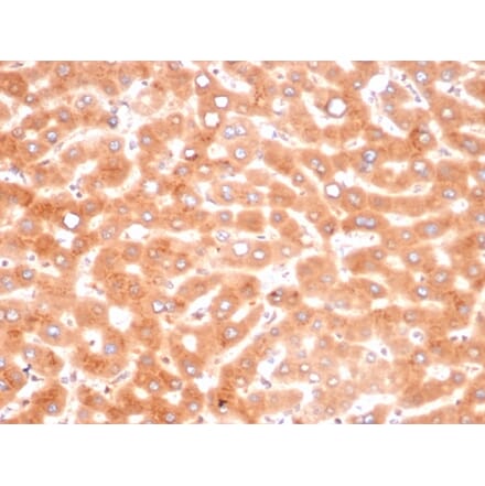 Immunohistochemistry - Anti-alpha 1 Antichymotrypsin Antibody [SERPINA3/4187] - BSA and Azide free (A278145) - Antibodies.com