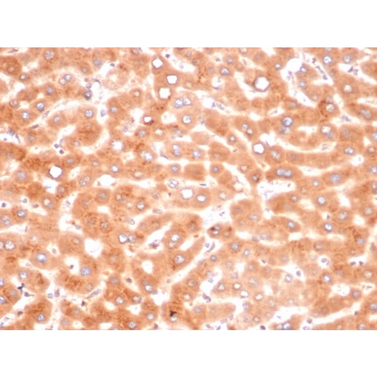 Immunohistochemistry - Anti-alpha 1 Antichymotrypsin Antibody [SERPINA3/4187] - BSA and Azide free (A278145) - Antibodies.com