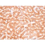 Immunohistochemistry - Anti-alpha 1 Antichymotrypsin Antibody [SERPINA3/4187] - BSA and Azide free (A278145) - Antibodies.com