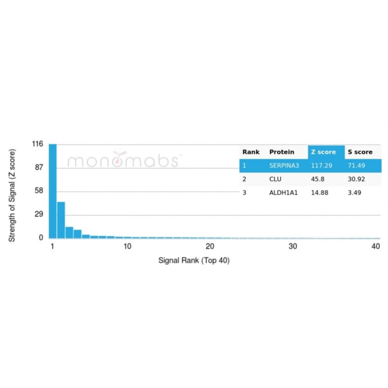 Protein Array - Anti-alpha 1 Antichymotrypsin Antibody [SERPINA3/4187] - BSA and Azide free (A278145) - Antibodies.com