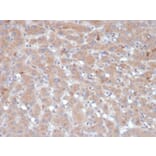 Immunohistochemistry - Anti-alpha 1 Antichymotrypsin Antibody [SERPINA3/4189] - BSA and Azide free (A278146) - Antibodies.com