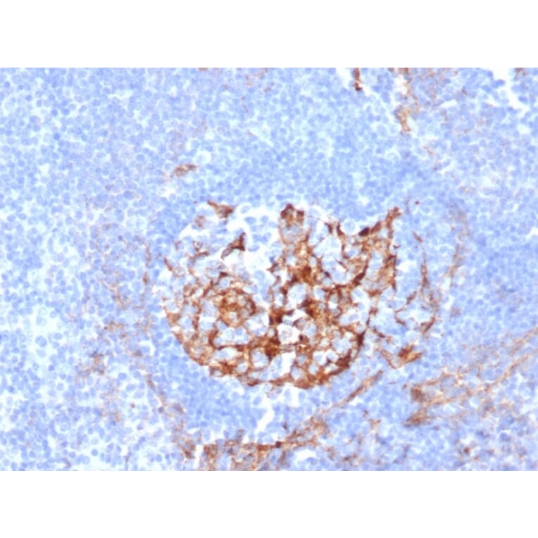 Immunohistochemistry - Anti-CD35 Antibody [CR1/6380] - BSA and Azide free (A278148) - Antibodies.com