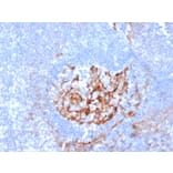 Immunohistochemistry - Anti-CD35 Antibody [CR1/6380] - BSA and Azide free (A278148) - Antibodies.com
