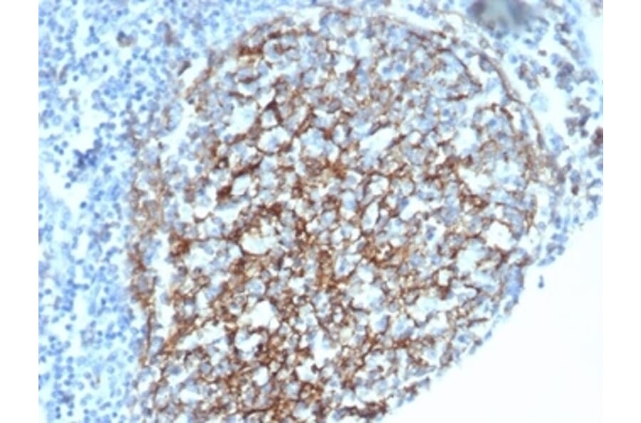 Immunohistochemistry - Anti-CD35 Antibody [CR1/6385] - BSA and Azide free (A278150) - Antibodies.com