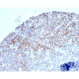 Immunohistochemistry - Anti-CD35 Antibody [CR1/6377] - BSA and Azide free (A278151) - Antibodies.com