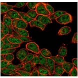 Immunofluorescence - Anti-ATF2 Antibody [PCRP-ATF2-1B4] - BSA and Azide free (A278153) - Antibodies.com